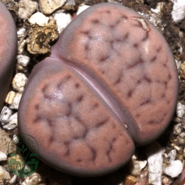 Lithops schwantesii ssp schwantesii var marthae - Natures Bulb Market