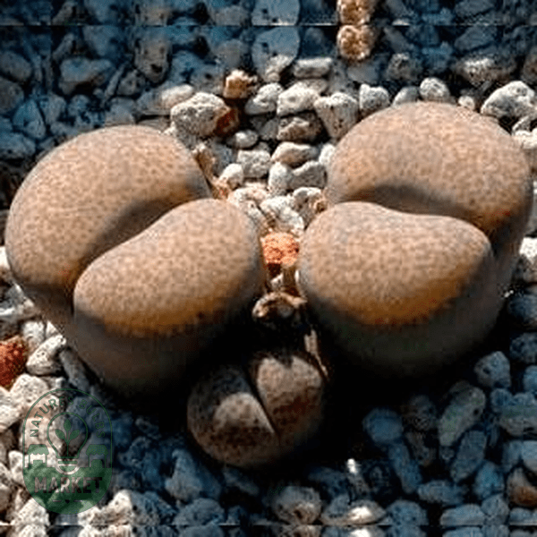 Lithops terricolor ssp terricolor - Natures Bulb Market
