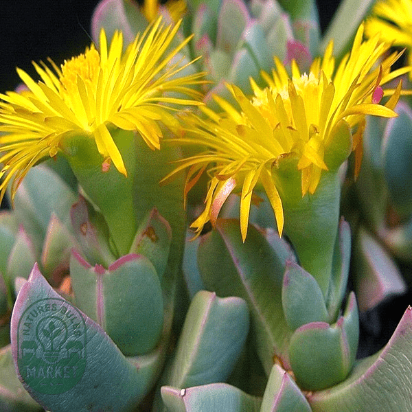 Machairophyllum bijliae - Natures Bulb Market