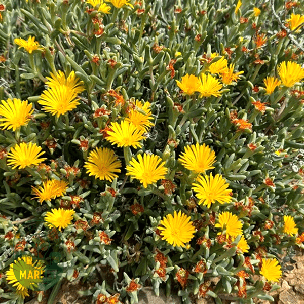 Malephora crassa - Natures Bulb Market