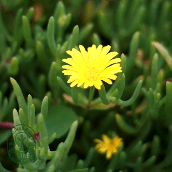 Malephora luteola - Natures Bulb Market