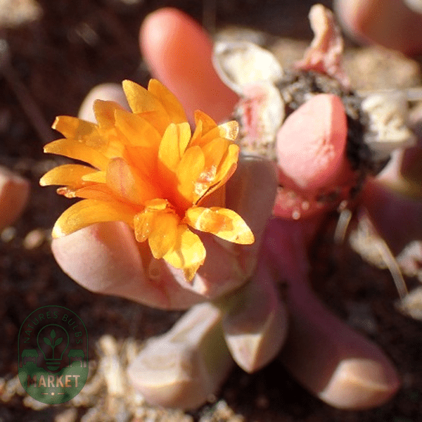 Malephora smithii - Natures Bulb Market