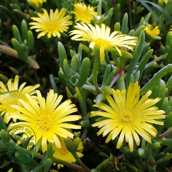 Malephora thunbergii - Natures Bulb Market