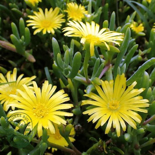 Malephora thunbergii - Natures Bulb Market