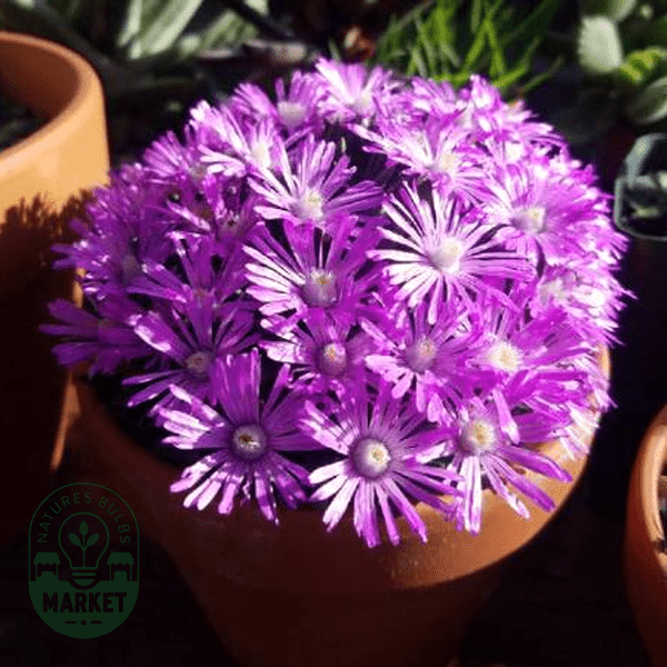 Marlothistella stenophylla - Natures Bulb Market