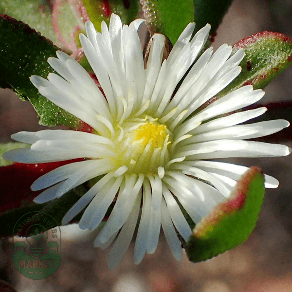 Mesembryanthemum aitonis - Natures Bulb Market