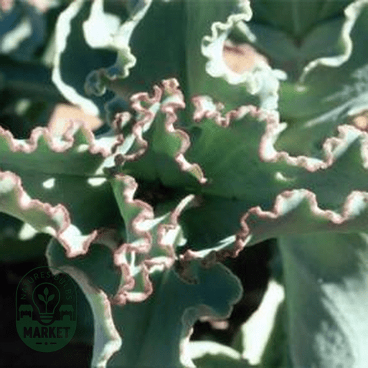 Mesembryanthemum barklyi - Natures Bulb Market