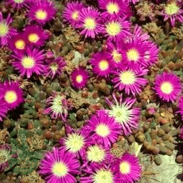 Mesembryanthemum nodiflorum - Natures Bulb Market