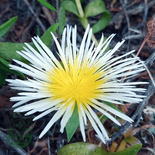 Mesembryanthemum varians - Natures Bulb Market