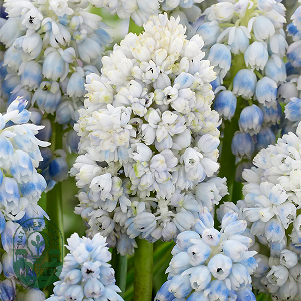 Muscari Double Beauty