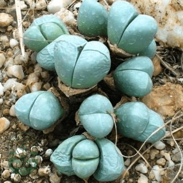 Oophytum nanum - Natures Bulb Market