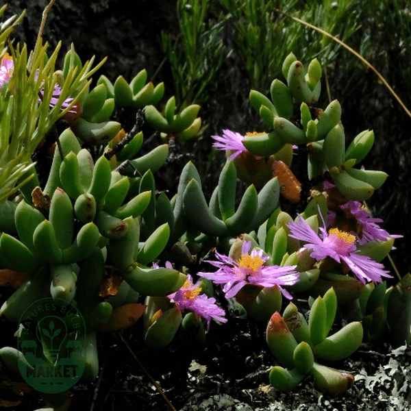 Oscularia guthriae - Natures Bulb Market