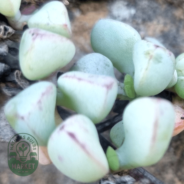 Oscularia piquetbergensis - Natures Bulb Market