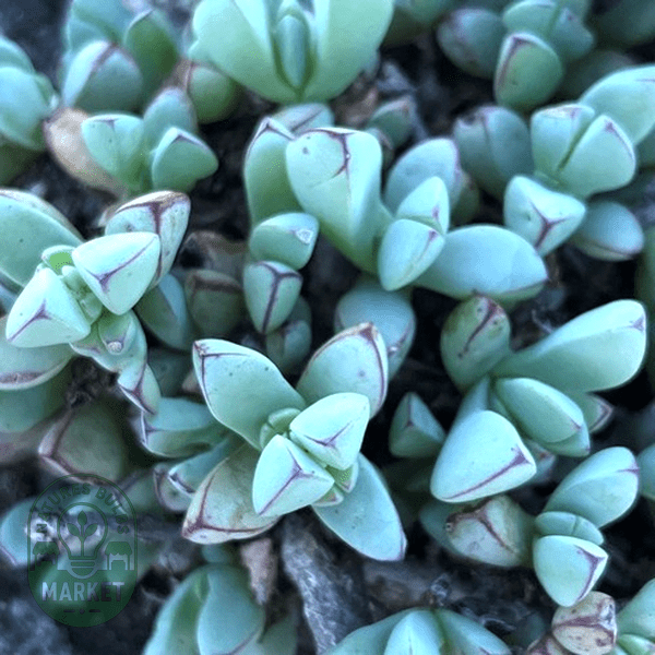 Oscularia steenbergensis - Natures Bulb Market