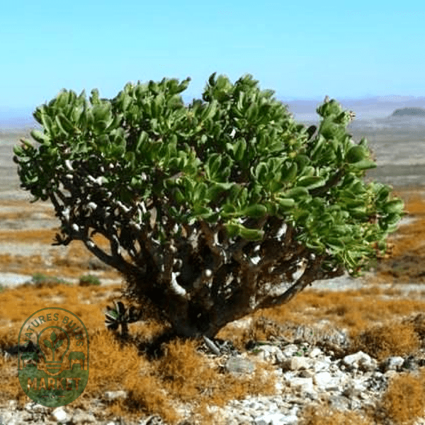 Othonna arbuscula - Natures Bulb Market