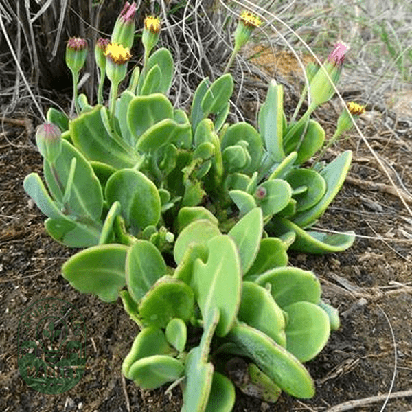 Othonna gymnodiscus - Natures Bulb Market