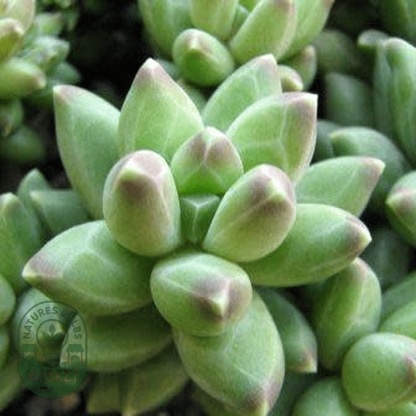Pachyphytum compactum - Natures Bulb Market