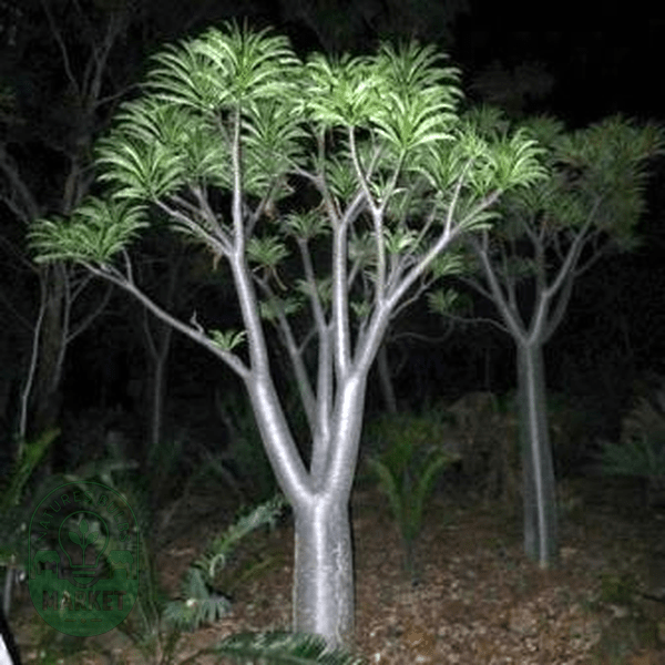 Pachypodium rutenbergianum - Natures Bulb Market