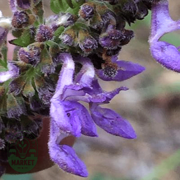 Plectranthus spicatus - Natures Bulb Market