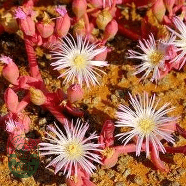 Prenia pallens - Natures Bulb Market