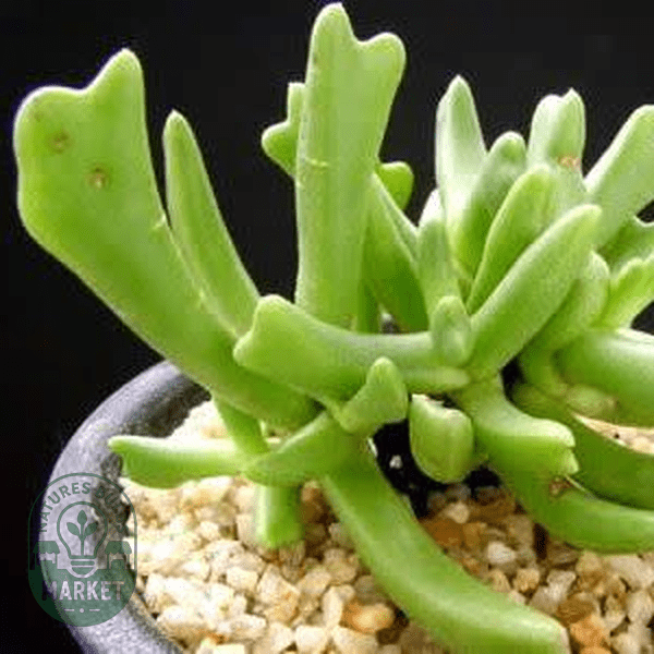 Rhombophyllum nelii - Natures Bulb Market