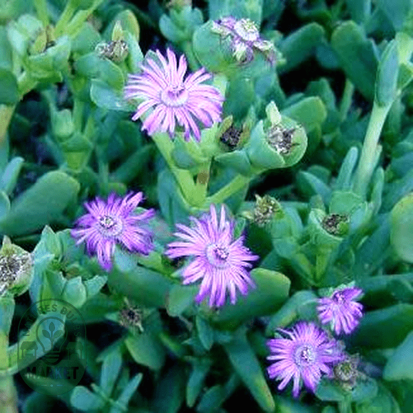 Ruschia maxima - Natures Bulb Market