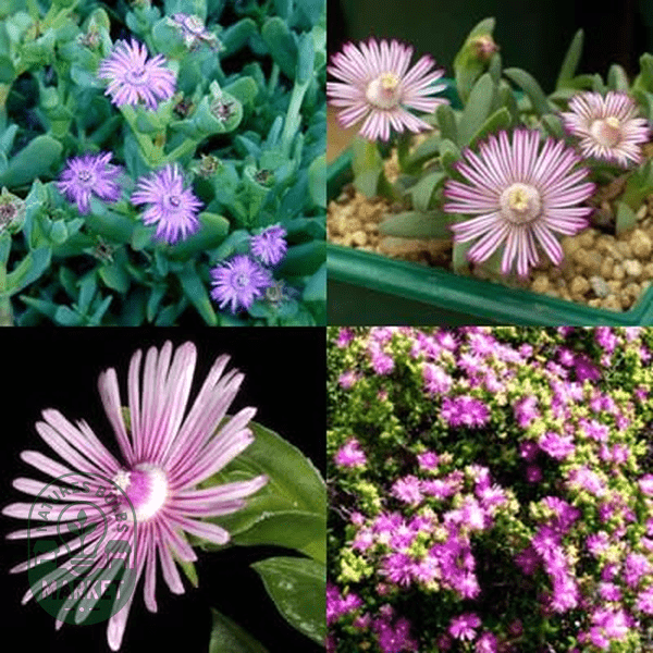 Ruschia Mixed Species - Natures Bulb Market