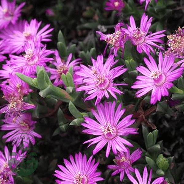 Ruschia muiriana - Natures Bulb Market