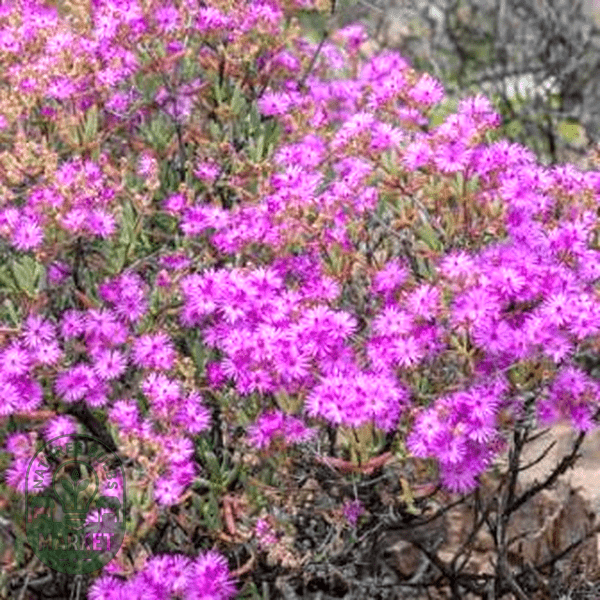 Ruschia pungens - Natures Bulb Market