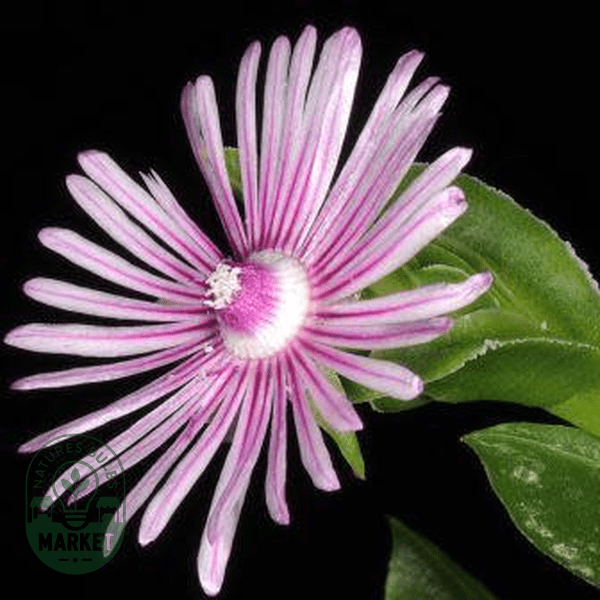 Ruschia strubeniae - Natures Bulb Market