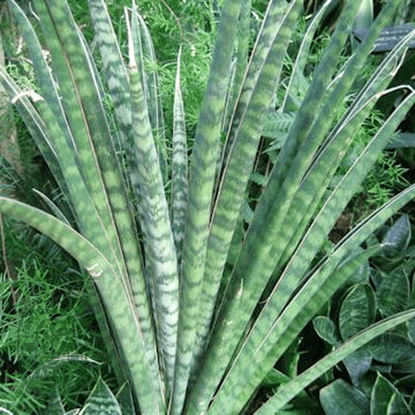 Sansevieria aethiopica - Natures Bulb Market