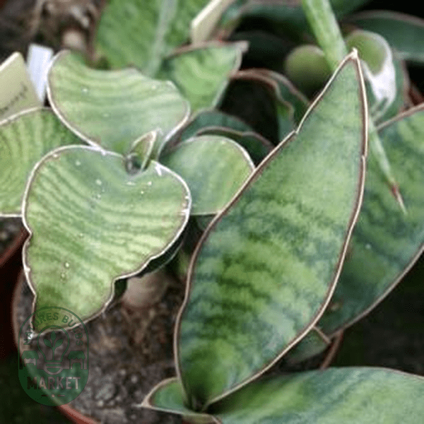 Sansevieria hyacinthoides - Natures Bulb Market