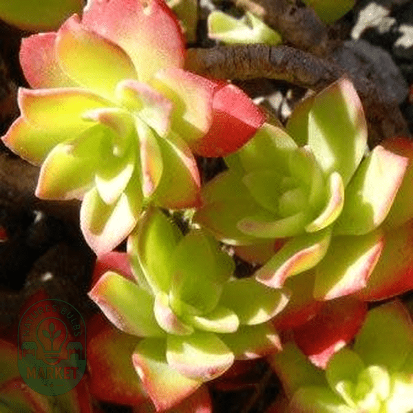 Sedum palmeri - Natures Bulb Market