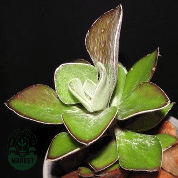 Senecio medley - woodii - Natures Bulb Market