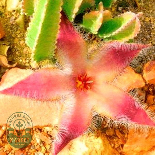 Stapelia grandiflora - Natures Bulb Market