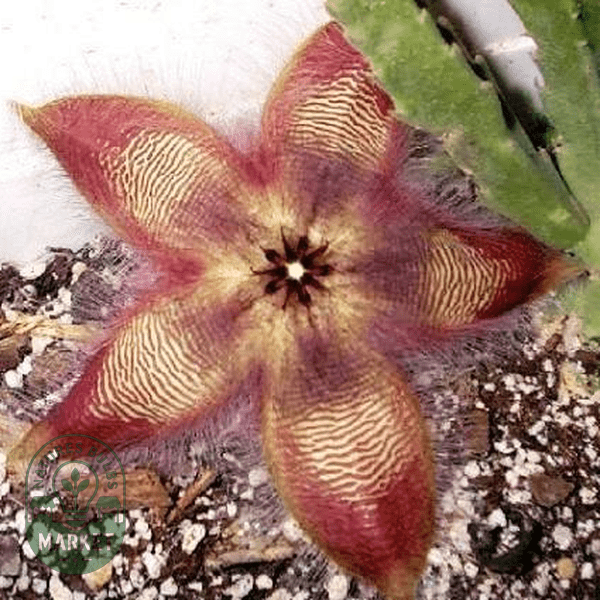Stapelia hirsuta - Natures Bulb Market