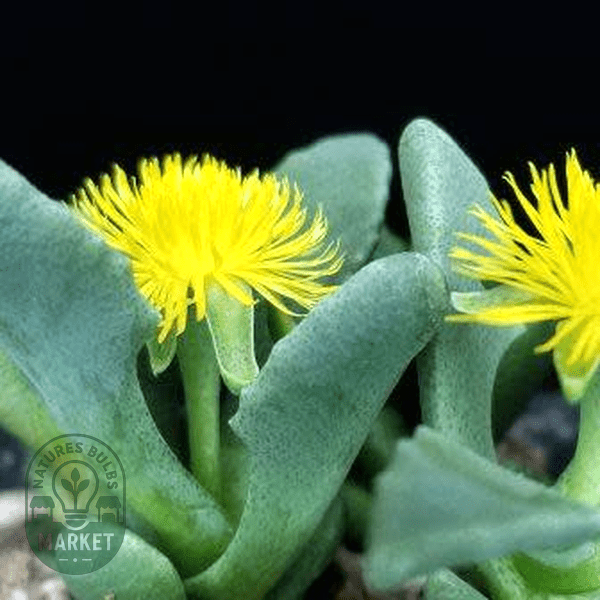 Stomatium pyrodorum - Natures Bulb Market