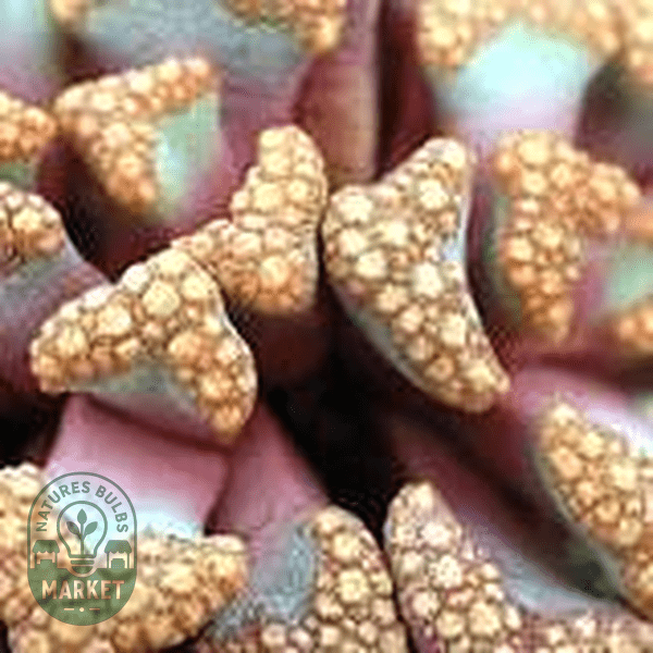 Titanopsis hugo schlechteri - Natures Bulb Market