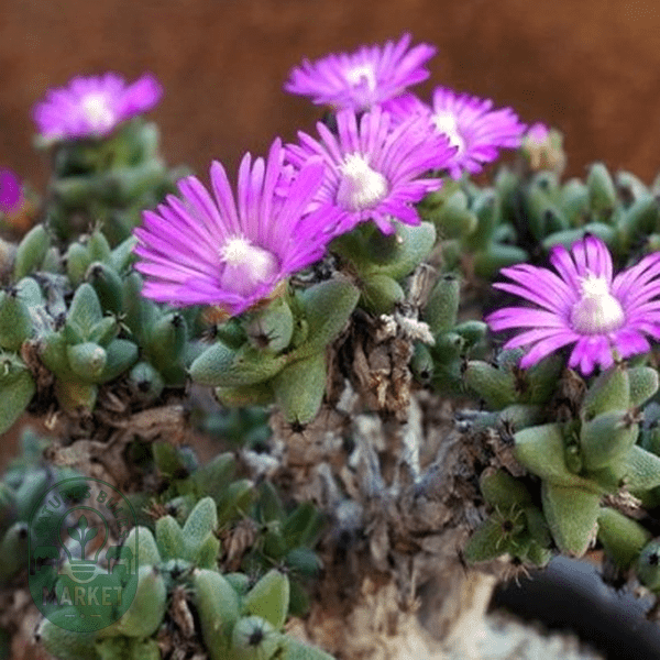 Trichodiadema hallii - Natures Bulb Market