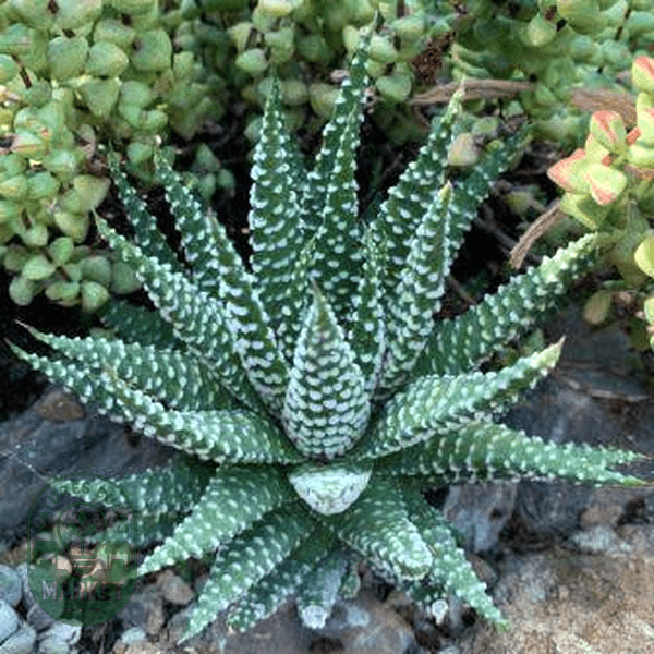 Tulista pumila - Natures Bulb Market