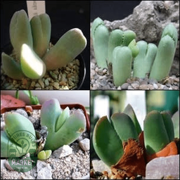 Vanheerdia Species Mixed - Natures Bulb Market