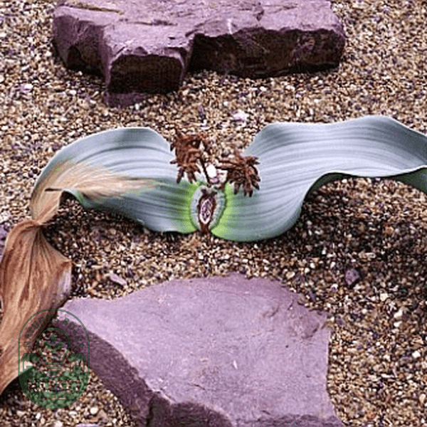 Welwitschia mirabilis - Natures Bulb Market