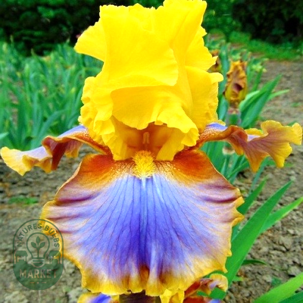 5 Essential Steps to Grow Iris Rhizomes Effectively