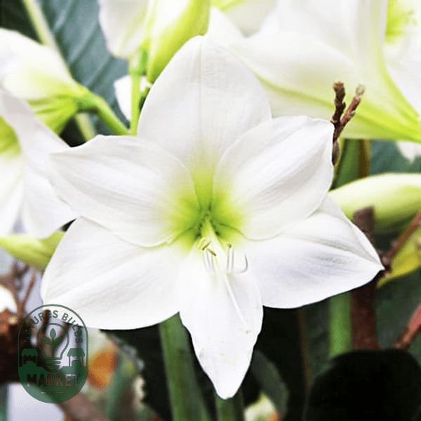 Amaryllis Care Guide: Expert Tips for Growing Beautiful Blooms - Natures Bulb Market