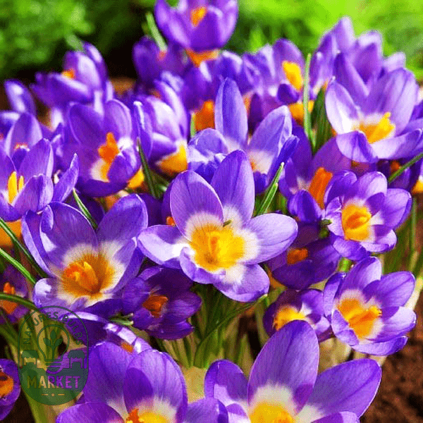 Crocus: How to Grow and Care for These Stunning Spring Bulbs - Expert Tips - Natures Bulb Market