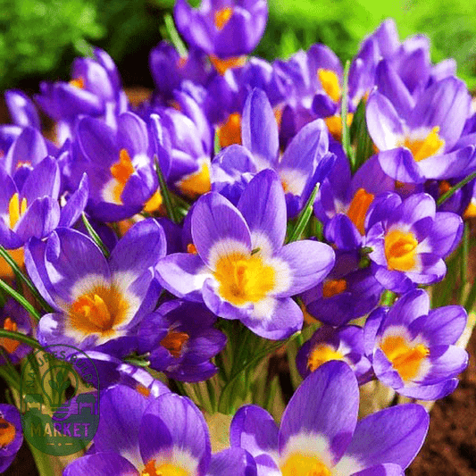 Crocus: How to Grow and Care for These Stunning Spring Bulbs - Expert Tips - Natures Bulb Market