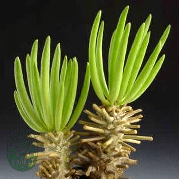 Expert Guide: How to Successfully Grow and Care for Cactus from Seeds - Natures Bulb Market