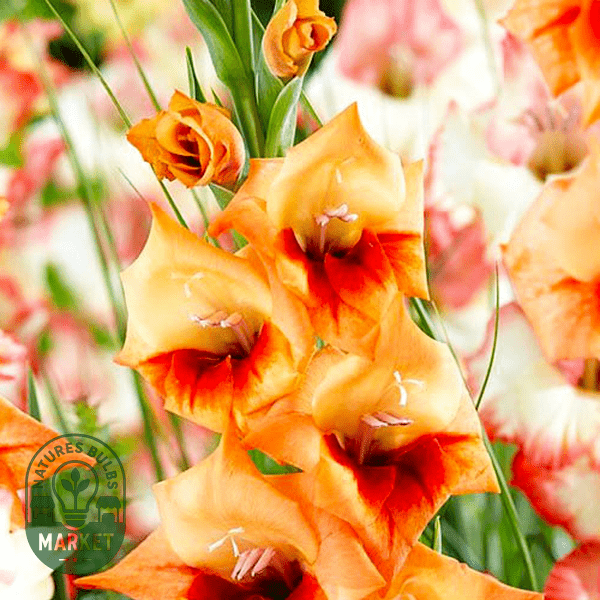 Gladiolus Care Guide: Expert Tips for Growing Stunning Sword Lilies - Natures Bulb Market