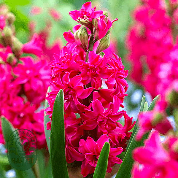 Growing Fragrant Hyacinths: Expert Guide to Perfect Spring Scents and Colors - Natures Bulb Market
