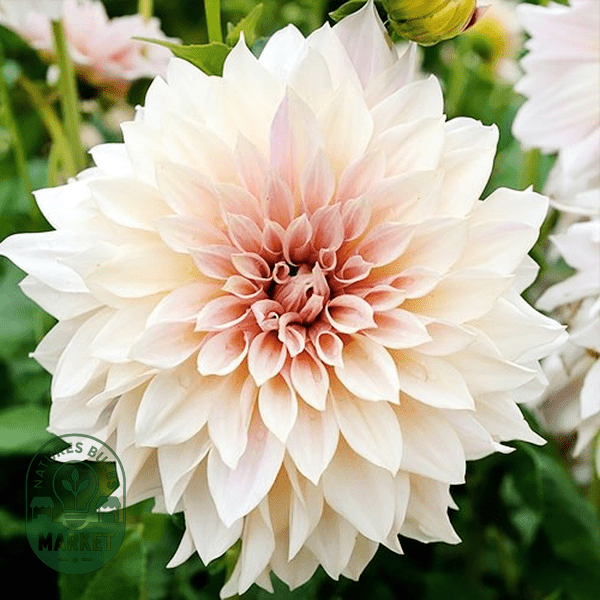 How to Grow and Care for Dahlias: Complete Guide with Expert Tips - Natures Bulb Market